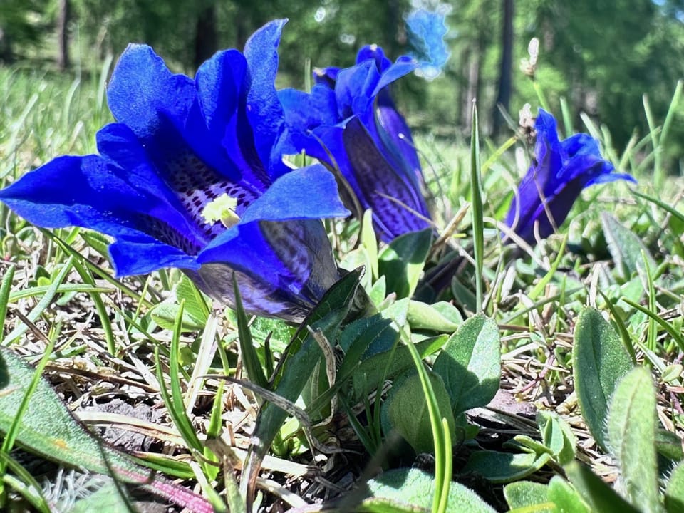Nahaufnahme von blauen Blumen im Gras mit unscharfem Hintergrund.