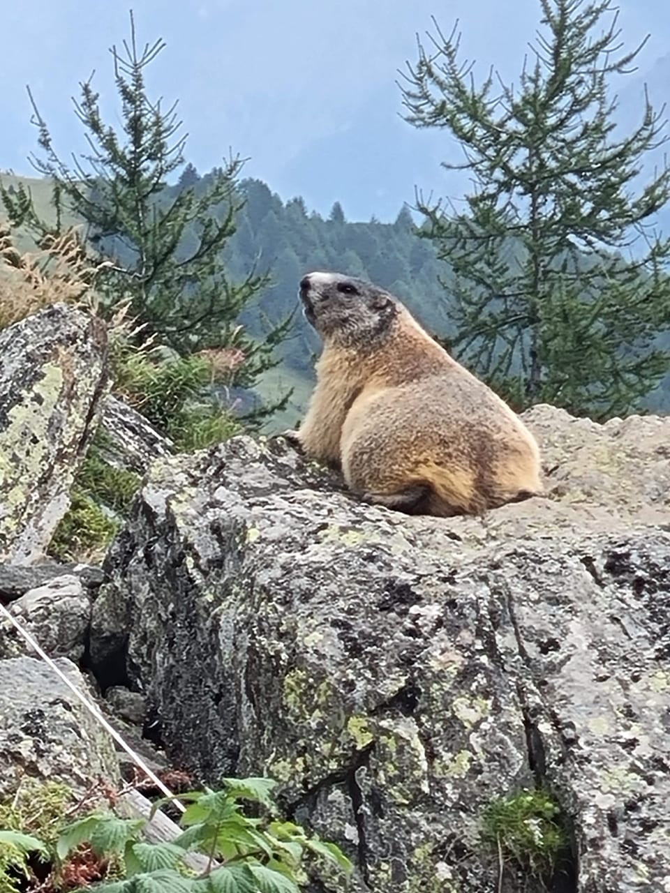 Ein Murmeltier auf einem Stein, fotografiert auf einer Unterengadiner Alp.