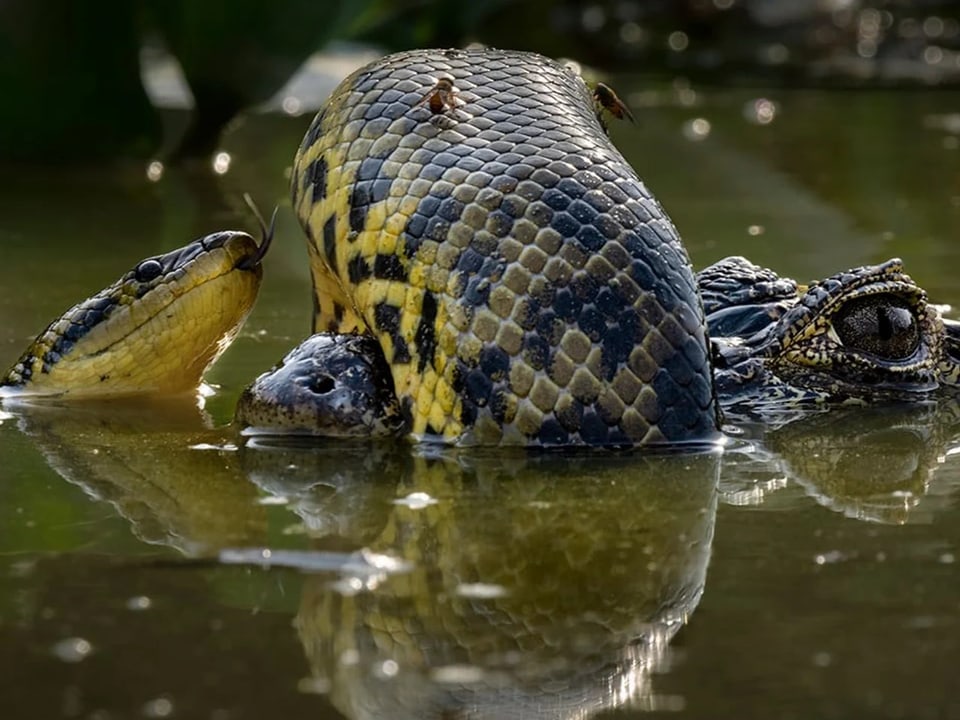 Anakonda im Wasser mit Kaiman.