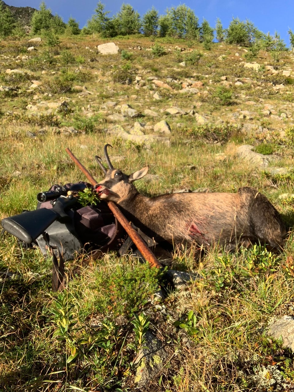 Erliegener Hirsch und Gewehr in einem hügeligen Waldgebiet.