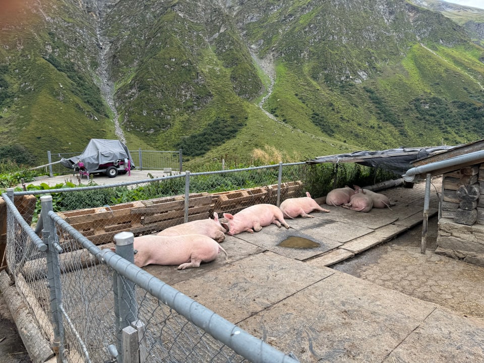 Mehrere Schweine geniessen das Alpleben im Lugnez.