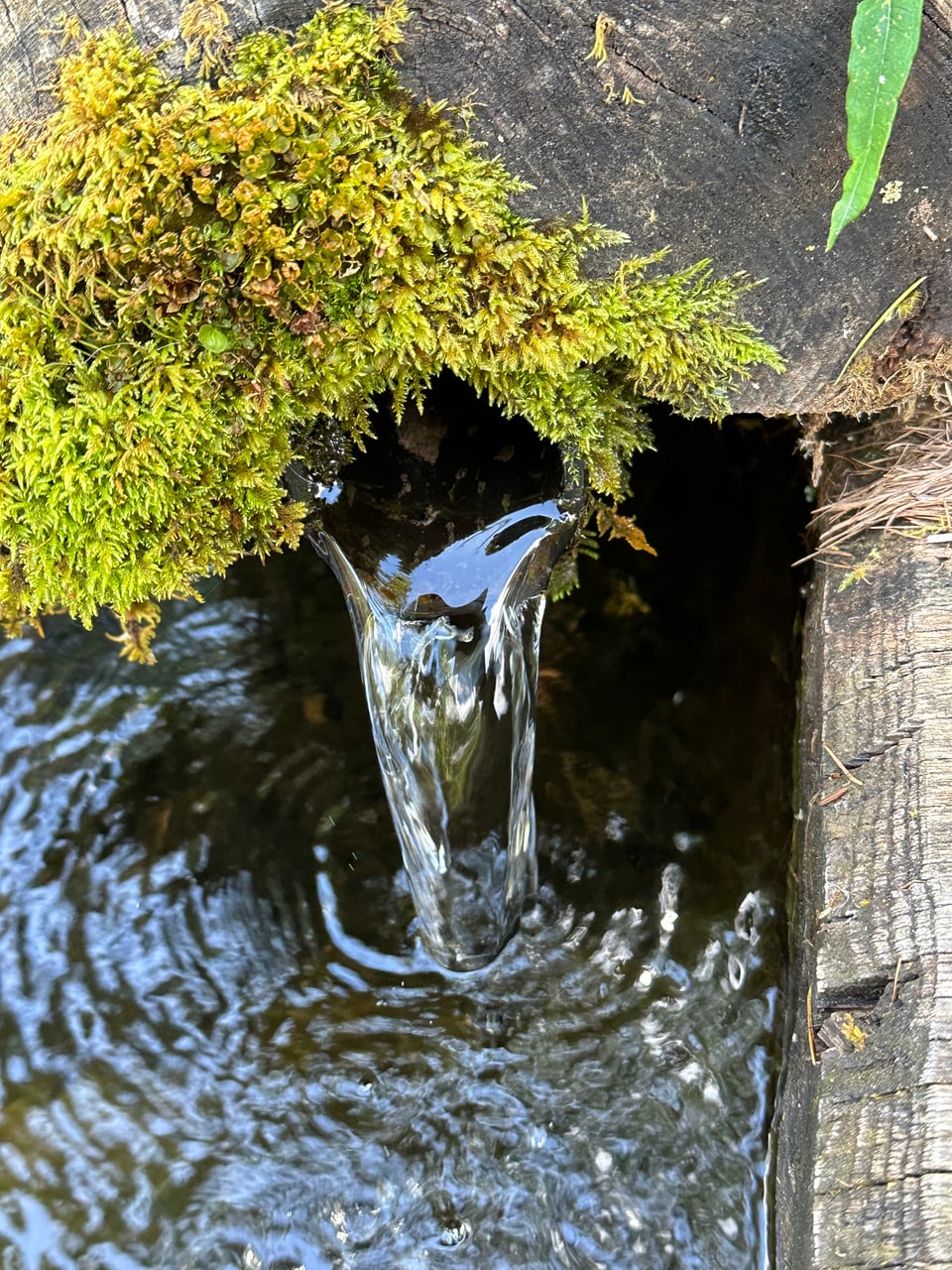 Wasserlauf aus Holzröhre mit Moos.