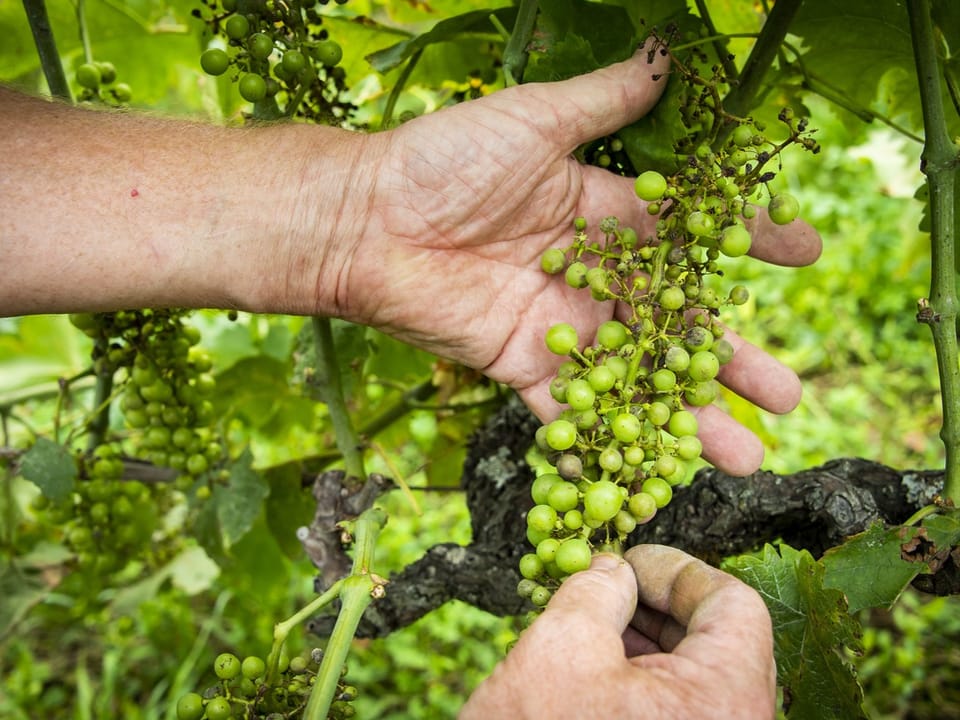 Nahaufnahme von Traubenrebe, von zwei Händen präsentiert, grüne Trauben, grüner Hintergrund