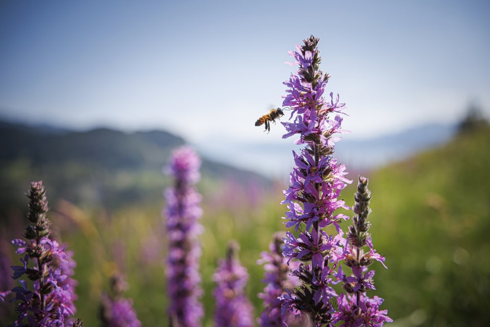 Biene auf lila Blume in Berglandschaft.