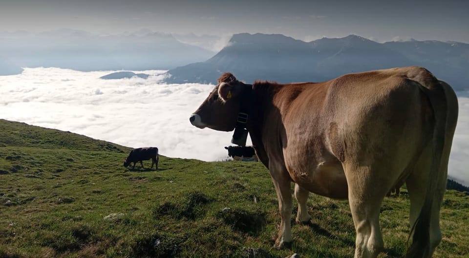 Kuh auf einer Wiese mit Berglandschaft im Hintergrund.