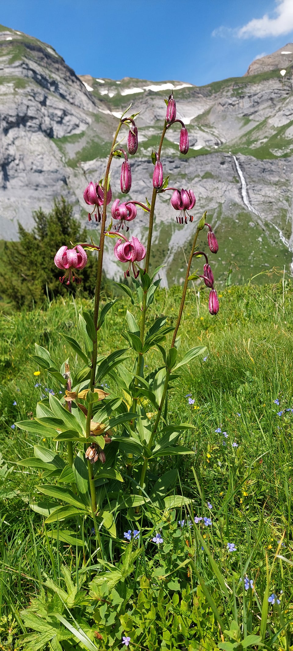 Türkenbundlilie