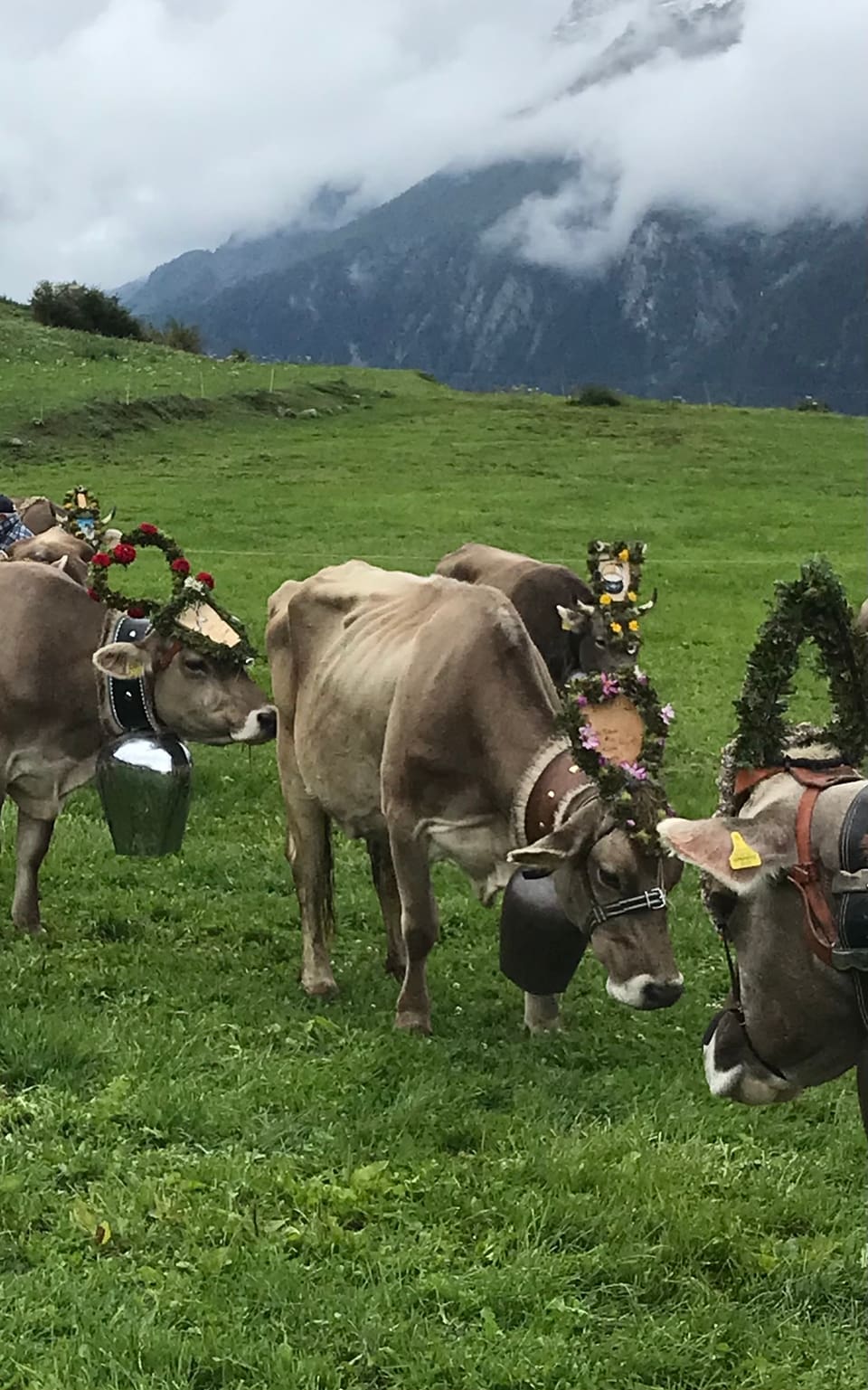 Alpabzug Graubünden Sent