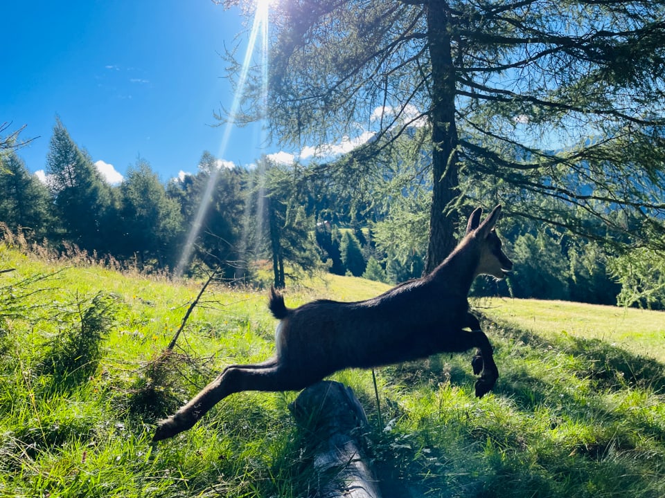 Springende Gämse in sonnigem Wald.