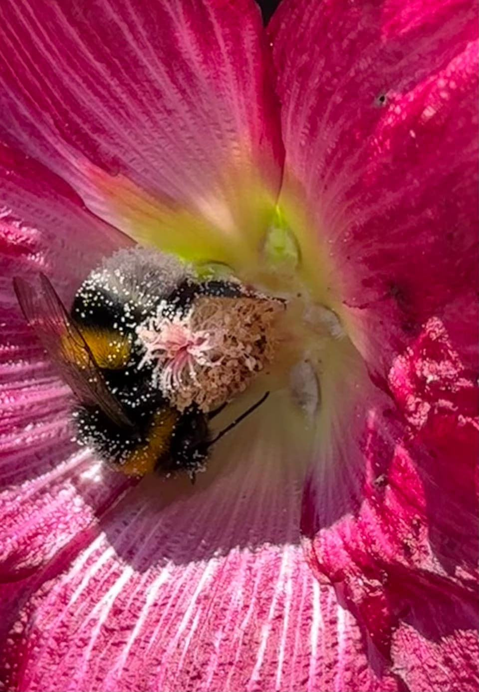 Hummel auf einer rosafarbenen Blüte.