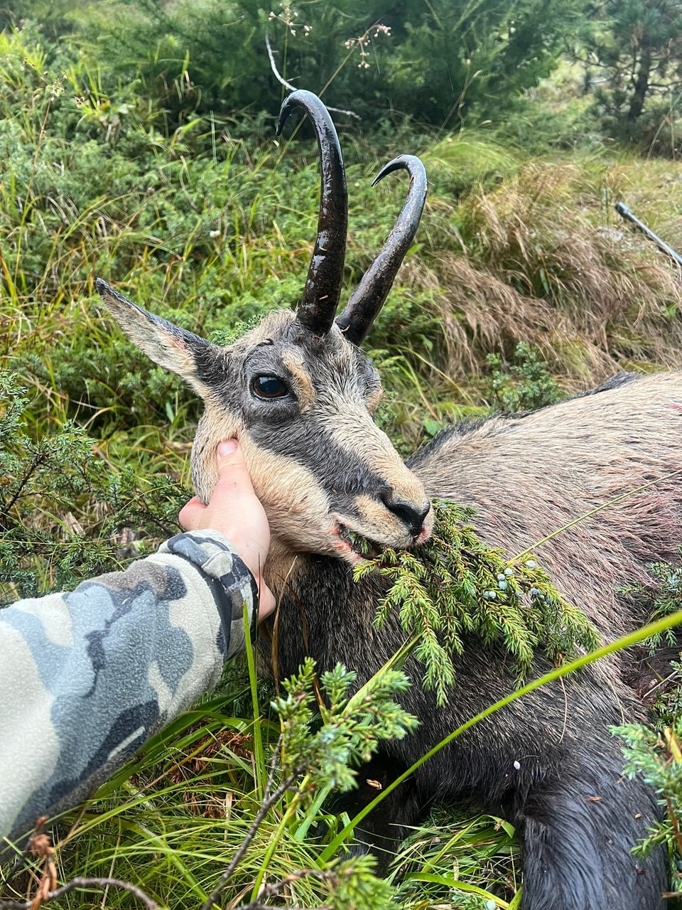 Ein Jäger hält die Hand am Kopf einer erlegten Gämse im Wald.