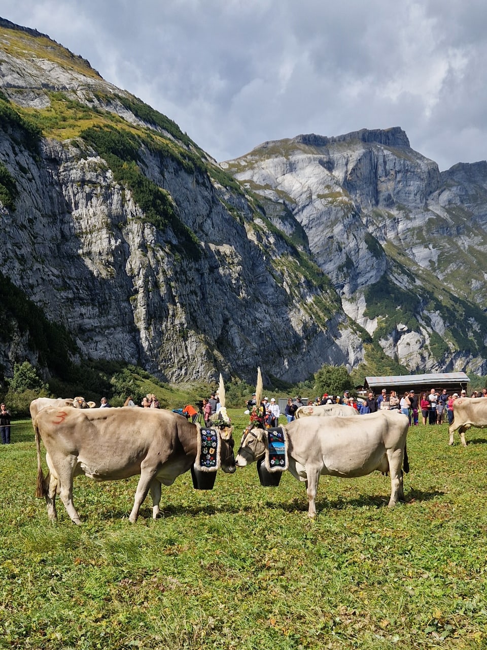 Alpabzug Graubünden Bargis