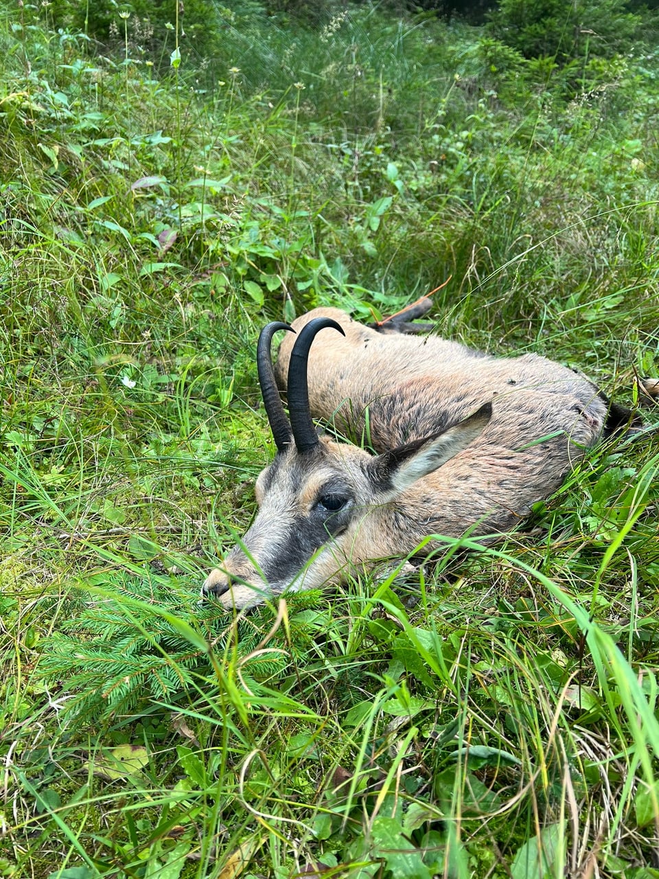 Liegender Steinbock im Gras.