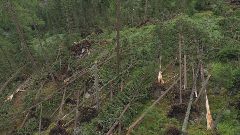 Der zerstörte Wald.
