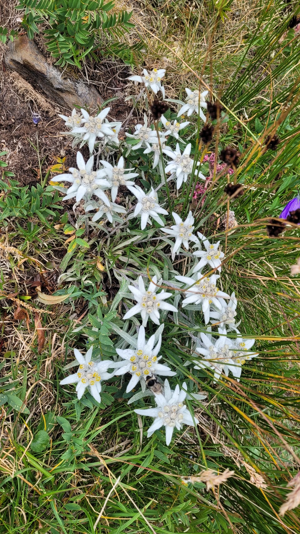 Edelweissblüten im Gras.