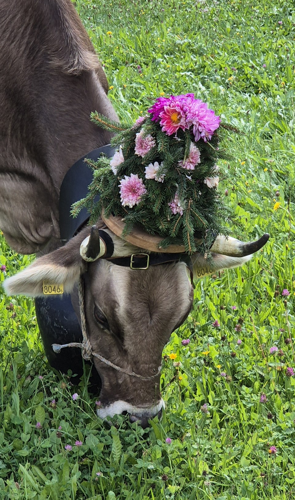 Alpabzug Graubünden Sumvitg