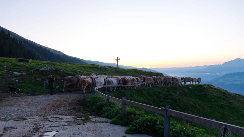 Kühe auf einem Bergweg bei Sonnenuntergang.