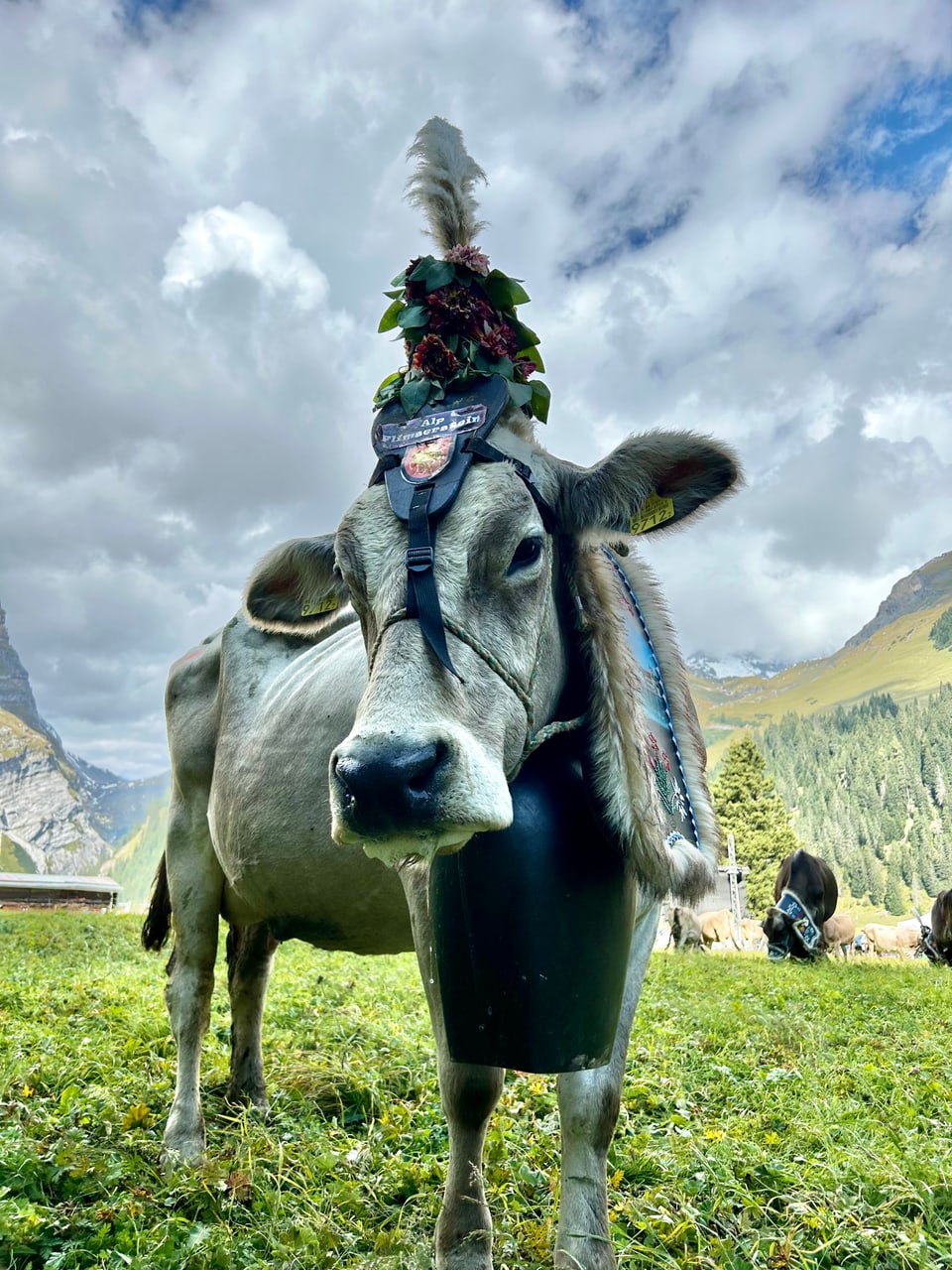 Alpabzug Graubünden Bargis