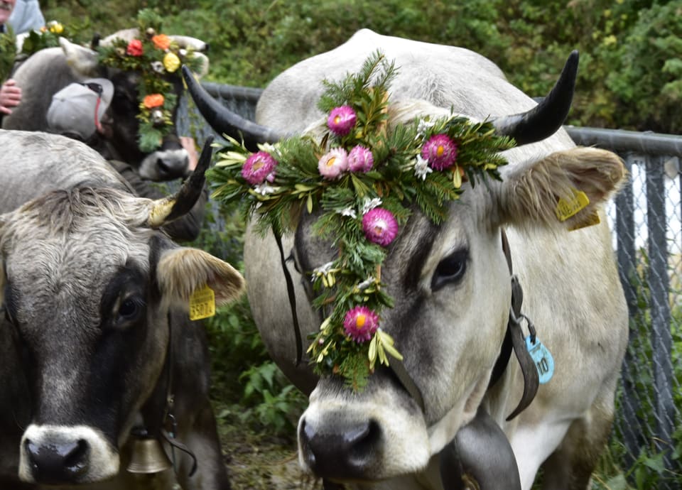 Alpabzug Graubünden Breil