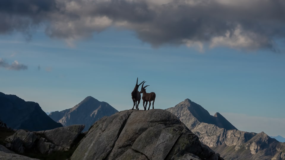 Zwei Steinböcke auf einem Felsen vor Bergkulisse.