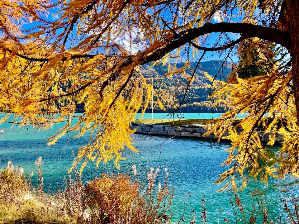 Herbstlicher Baum am See mit Bergen im Hintergrund.