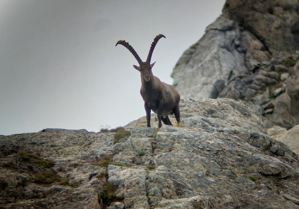 Steinbock steht auf einem felsigen Hügel.