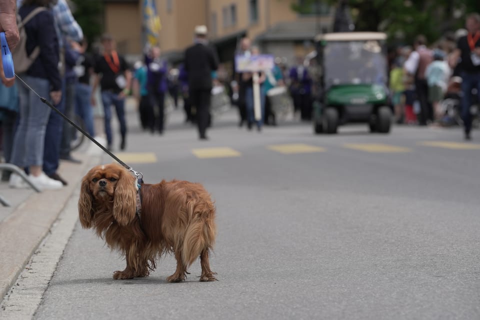 Kantonales Musikfest Klosters 2024: Hund an der Leine