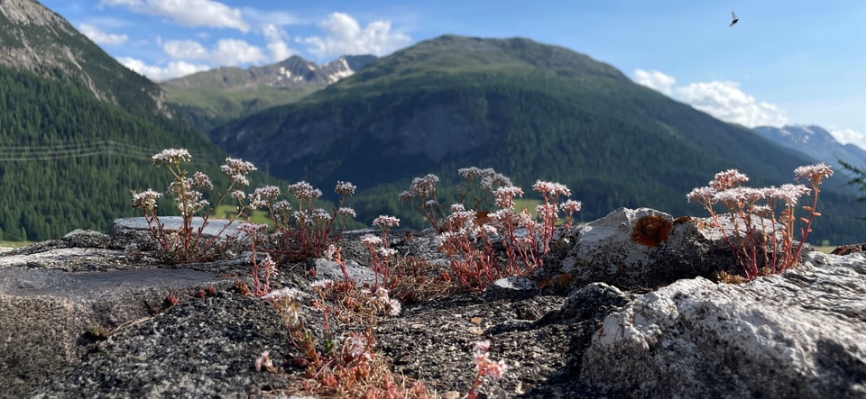 Berglandschaft mit blühenden Pflanzen im Vordergrund.