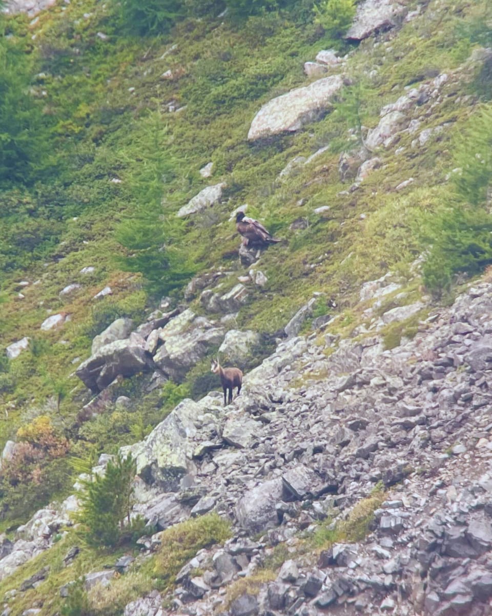 Zwei Gämsen an einem grasbewachsenen, steinigen Berghang.