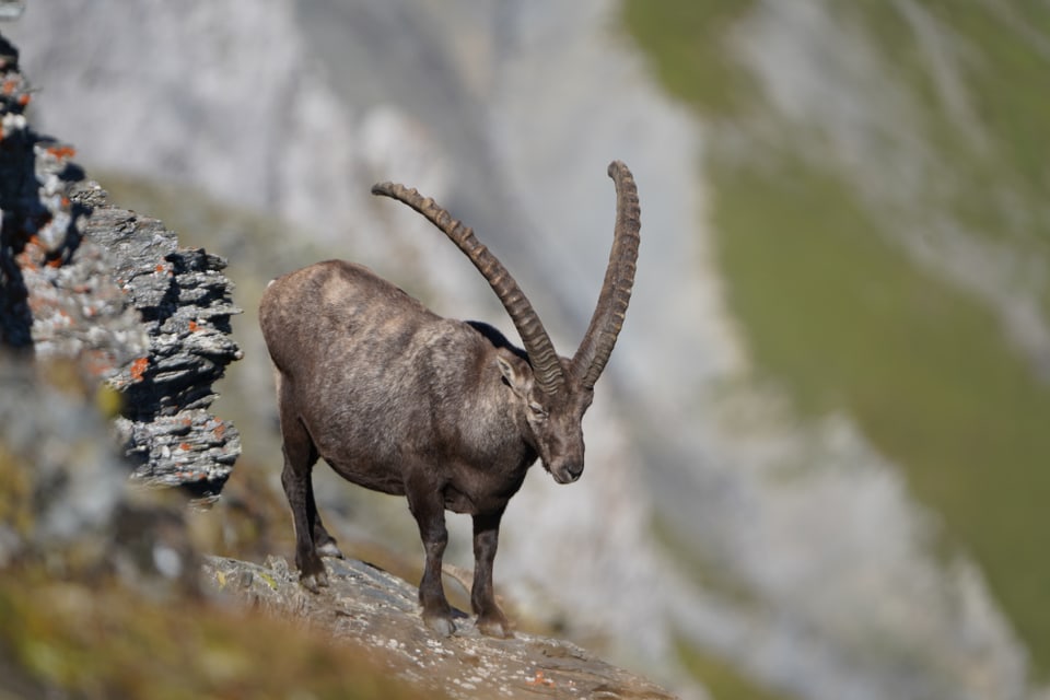 Steinbock auf einem Berghang.