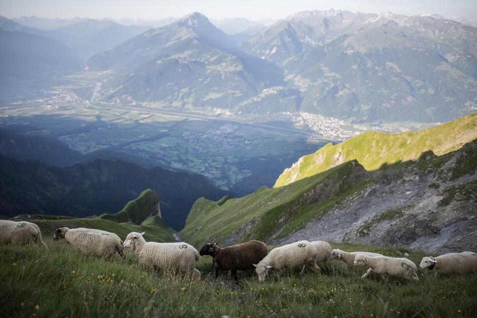Schafe Graubünden