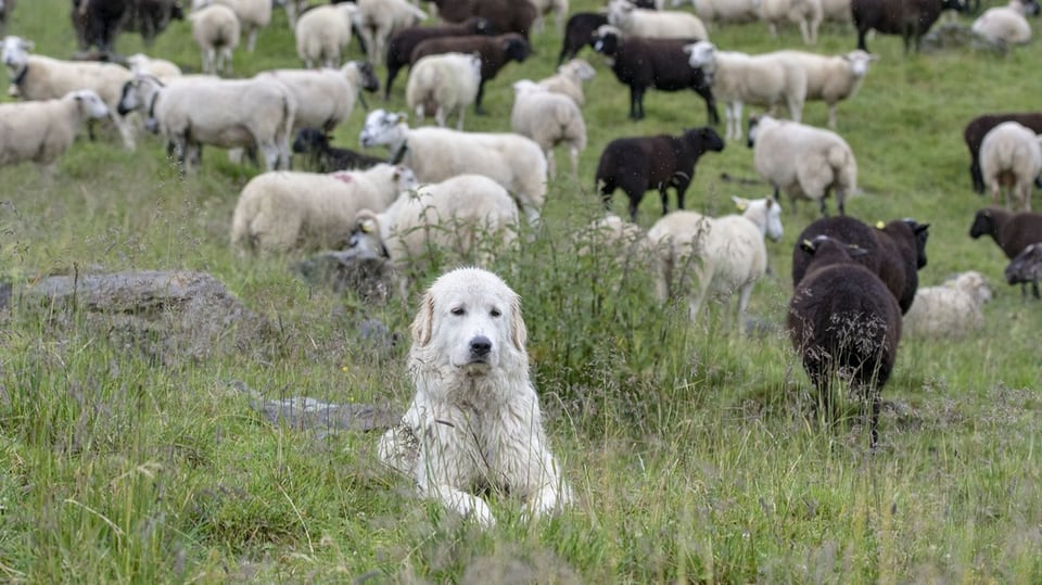 Herdenschutzhund auf einer Weide