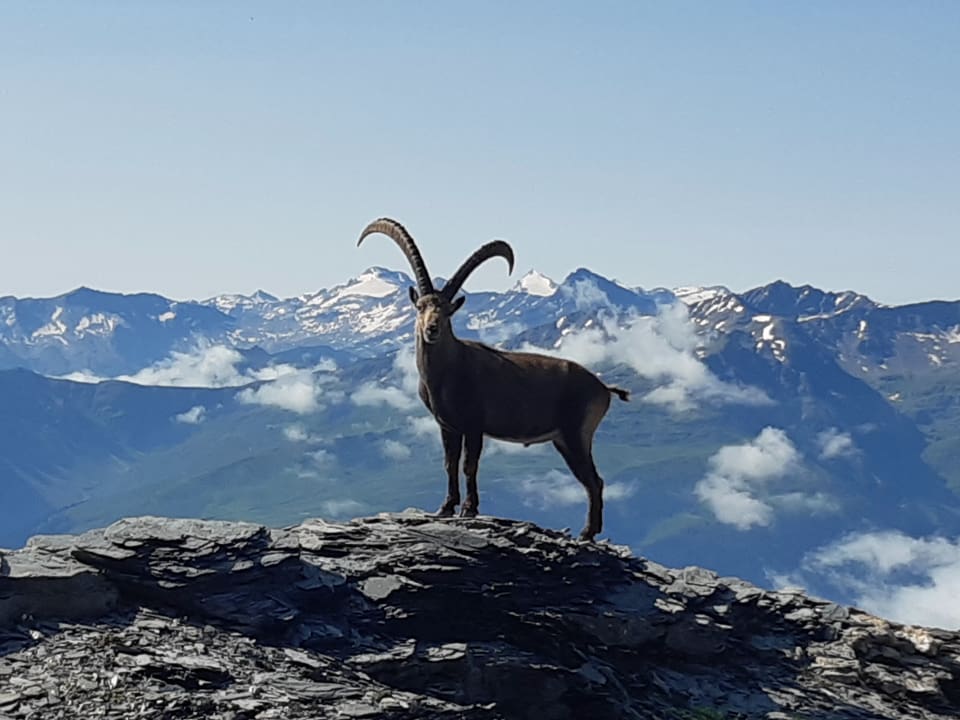 Steinbock auf einem Felsen in den Bergen.