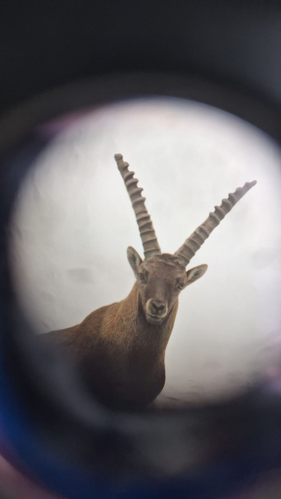 Steinbock 