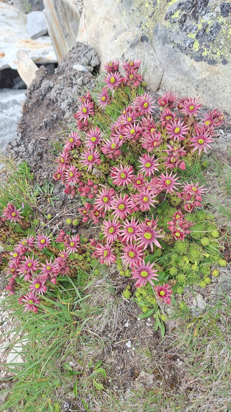 Violette Blumen