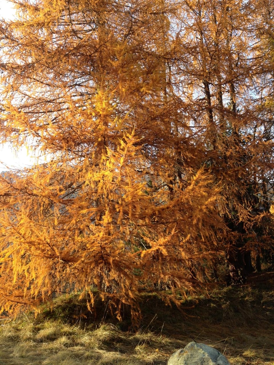 Lärchenbaum mit orangefarbenen Herbstblättern.