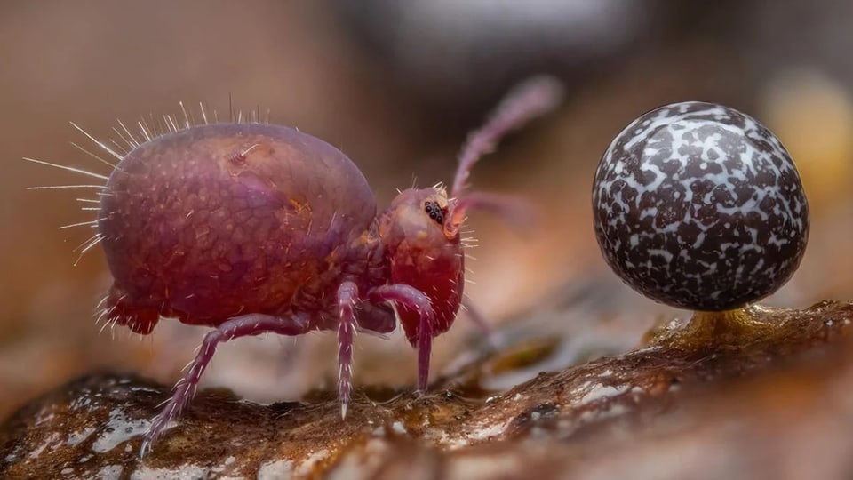 Nahaufnahme eines rosafarbenen Insekts neben einer kleinen Kugel.