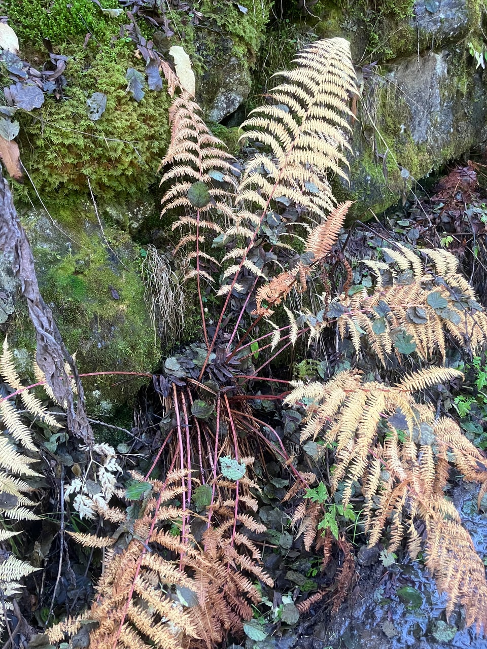 Mument: herbstlicher Farn