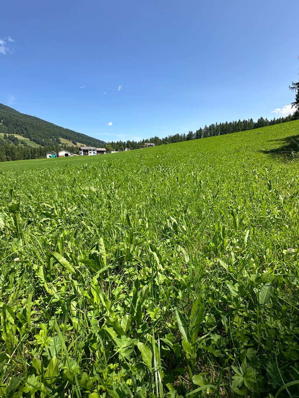 Weites grünes Feld vor einem Wald unter blauem Himmel.