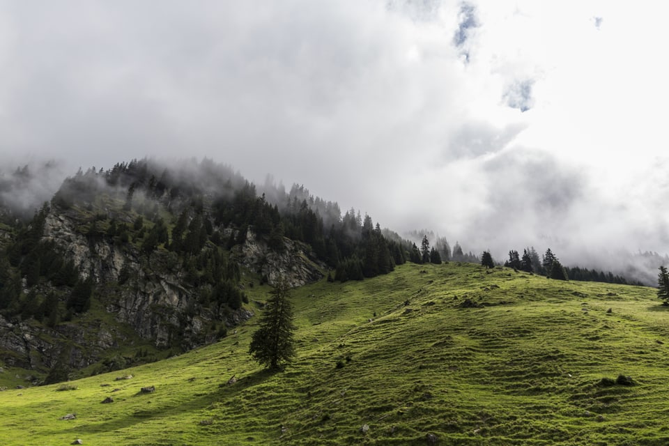 Wald Graubünden