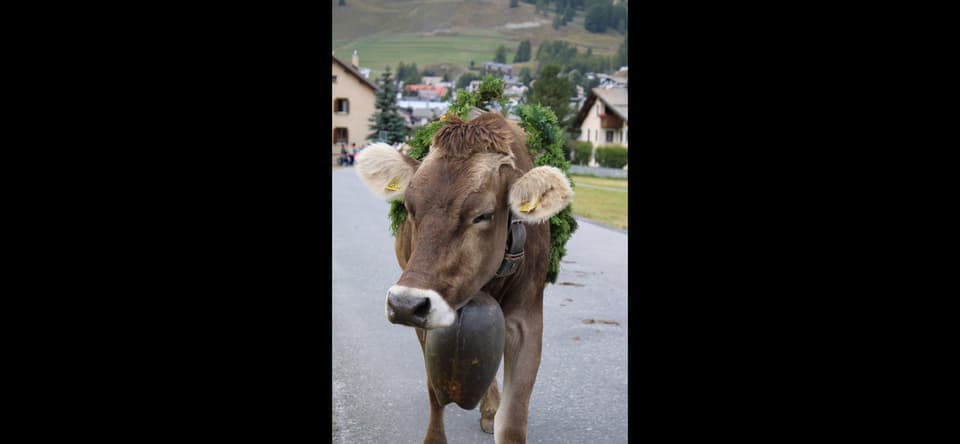 Alpabzug Graubünden Celerina