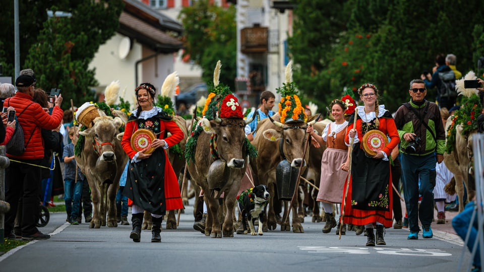 Alpabzug Graubünden Celerina