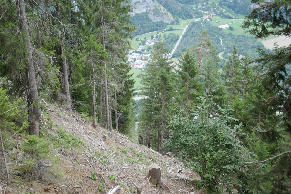 Grosses Engagement und viel Pflege für den Bündner Wald.