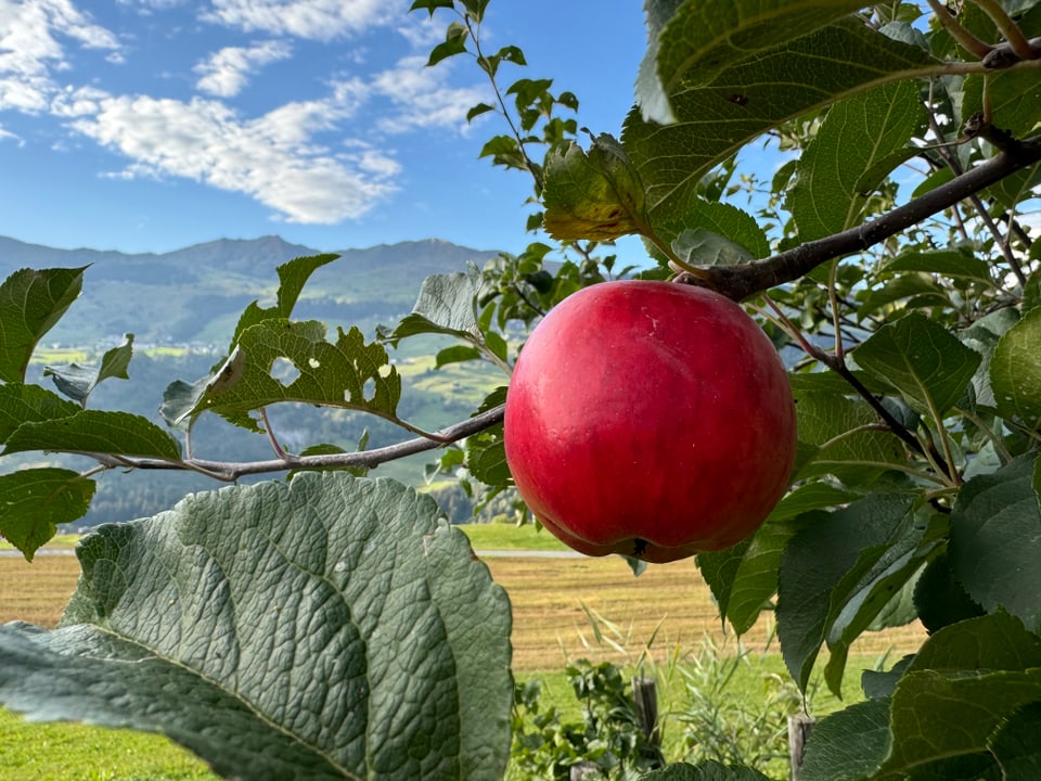 Roter Apfel am Baum vor Berglandschaft.