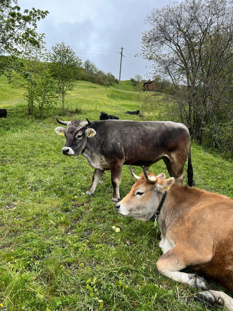 Zwei Stiere auf der Weide
