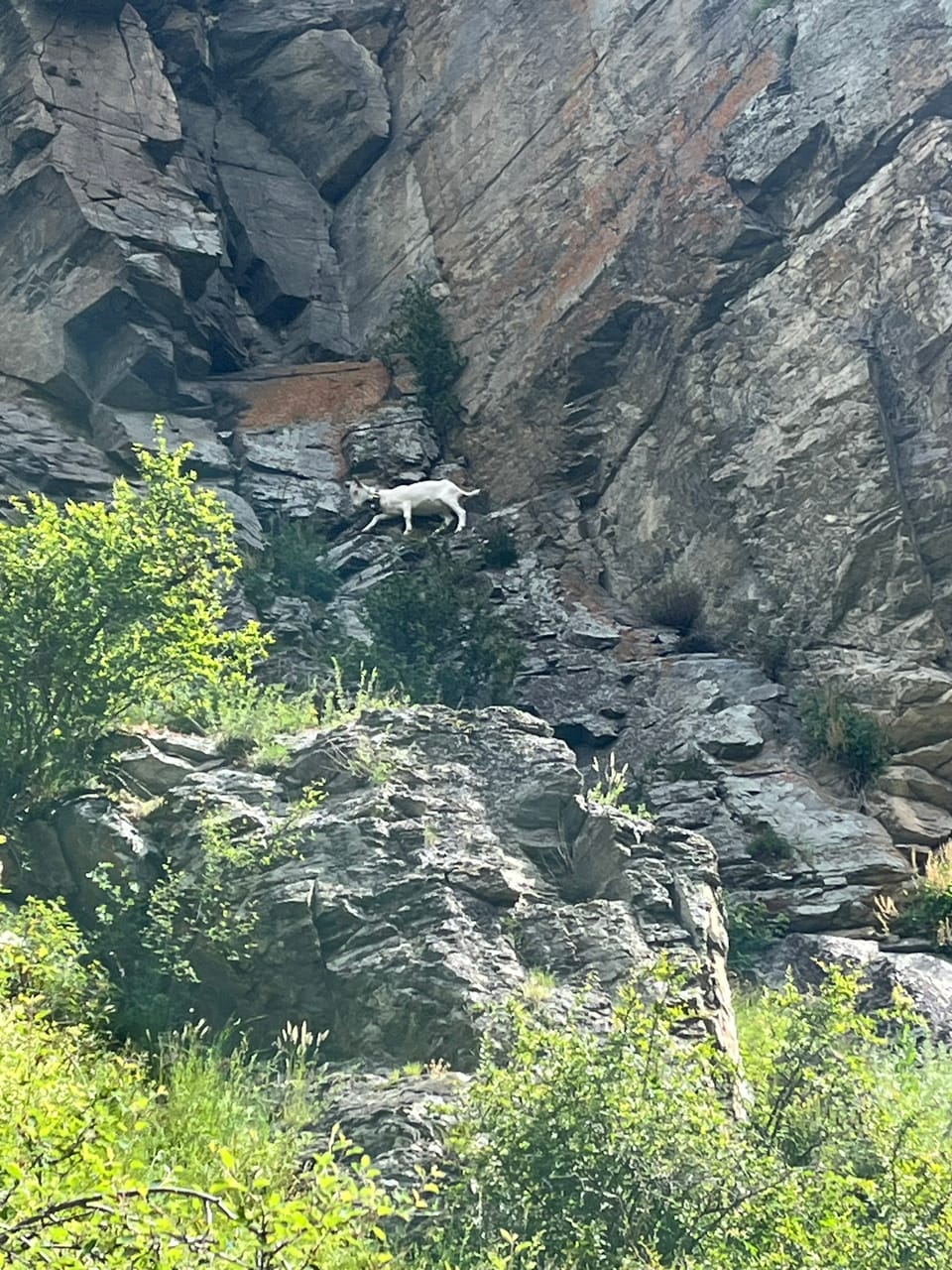 Eine Ziege im Fels