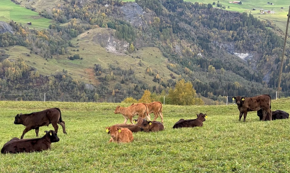 Kälber in Camuns