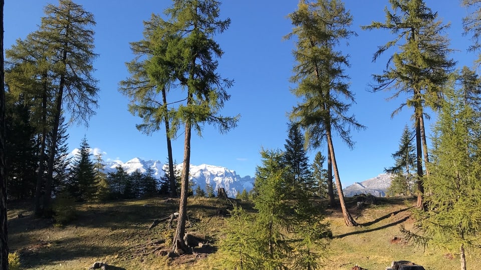 Waldprojekt in Feldis, Gesamtmelioration, Landwirtschaft