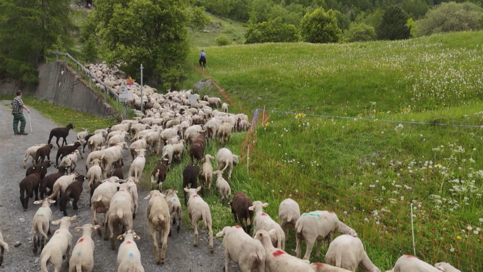 Herde Schafe auf einem Feldweg in grüner Landschaft.