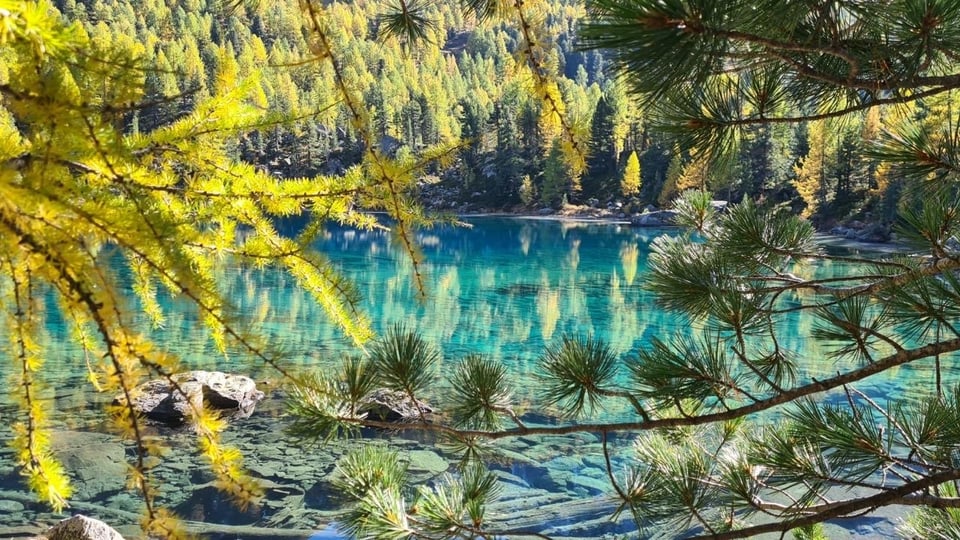 Lago di Saoseo umrahmt von goldenen Lärchen.