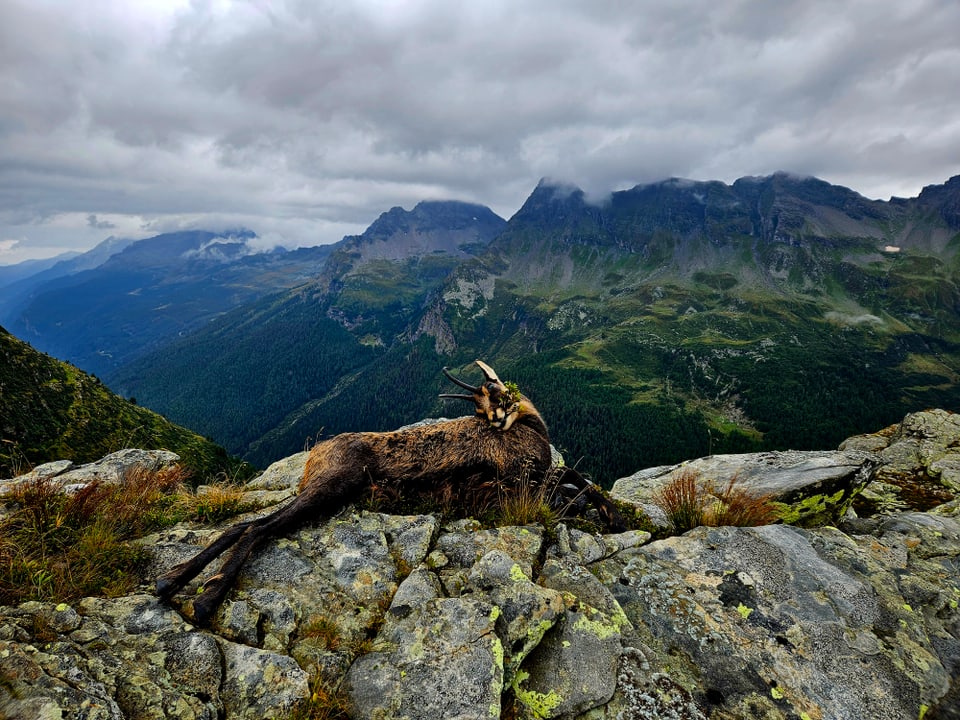 Steinbock auf felsiger Berglandschaft unter bewölktem Himmel.